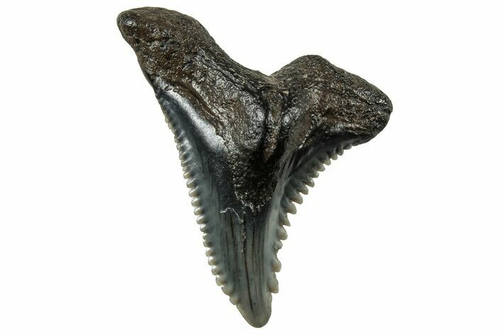 Snaggletooth Shark (Hemipristis) Tooth - South Carolina #325180